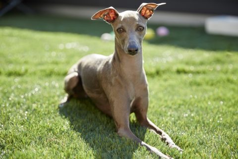 屋上庭園　愛犬家向け新商品発売　～ＤＯＧ　ＧＡＲＤＥＮ～